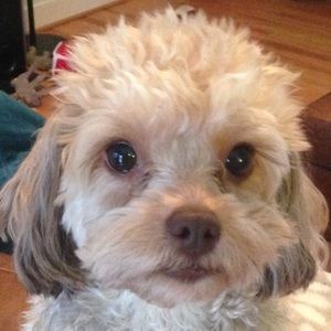 Meet your Posher, Shannon